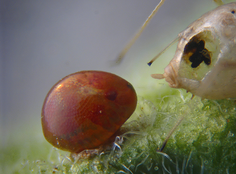 Coreidae: uovo e neanide di Coreus marginatus (Coreidae)